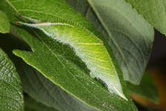 Apatura iris