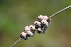Lemonia dumi