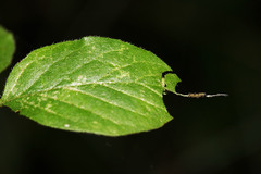 Limenitis camilla