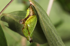 Limenitis camilla