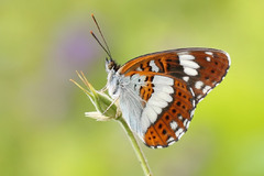 Limenitis camilla