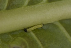 Proserpinus lucidus - L1