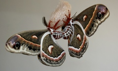 Hyalophora cecropia, today's mating