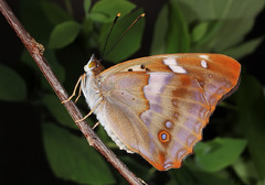 Apatura ilia