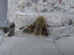Proserpinus lucidus