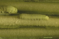 Proserpinus lucidus - L2