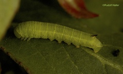 Proserpinus lucidus - L3