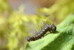 Lemonia dumi