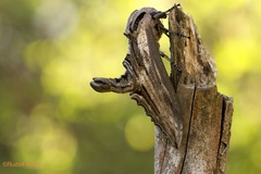 Langia zenzeroides formosana - Männchen