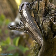 Langia zenzeroides formosana - Männchen