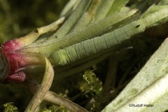 Proserpinus lucidus - L3
