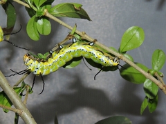 Brahmaea japonica
