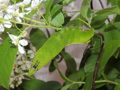 Langia zenzeroides formosana