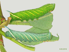 Smerinthus jamaicensis (Drury, 1773)