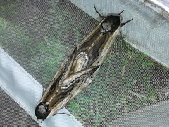 Sphinx ligustri