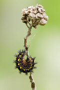 Kleine Maivogel (Euphydryas maturna)