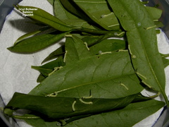 Sphinx ligustri