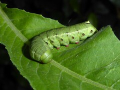 Proserpinus lucidus