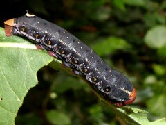 Proserpinus lucidus