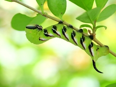 Sphinx ligustri
