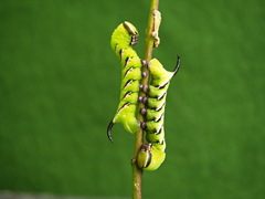 Sphinx ligustri