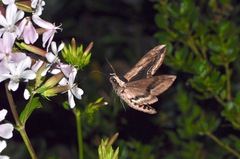 Sphinx ligustri m. Blütenbesuch (3)