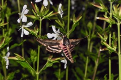 Sphinx ligustri m. Blütenbesuch (4)