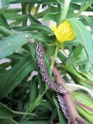 Proserpinus proserpina - Nachtkerzenschwärmer