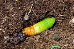 Sphinx ligustri