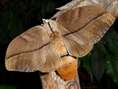 Grellada imitans