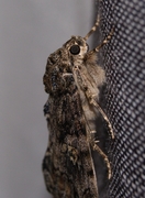 Catocala sponsa, Falter (Großes Eichenkarmin)