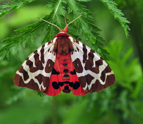 Arctia caja americana, Falter - tiger moths
