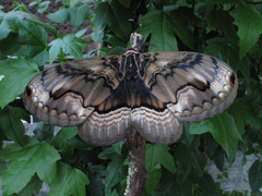 Brahmaea certhia, Falter