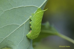 Lathoe populi L5