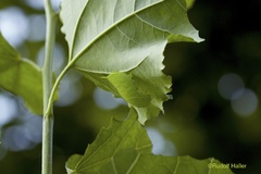 Lathoe populi L5