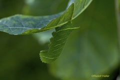 Lathoe populi L5