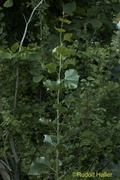 Laothoe populi L5