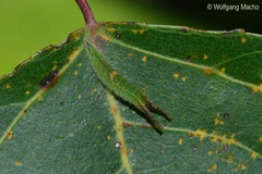 Apatura ilia