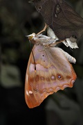 Apatura ilia