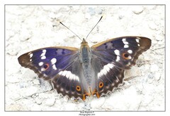 Apatura ilia