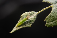 Apatura iris