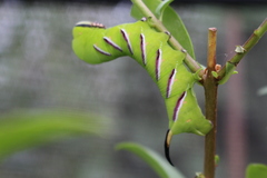 Sphinx ligustri