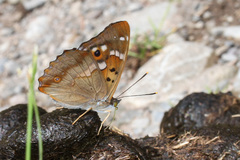 Apatura ilia