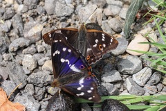 Apatura ilia und iris