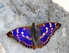 Apatura ilia / Kleiner Schillerfalter