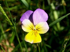 Viola tricolor, Fpfl von Boloria graeca
