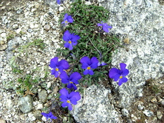 Viola calcarata, Fpfl. von Boloria graeca