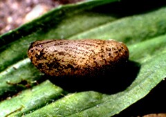 Lycaena tityrus ssp. bleusei - pupa