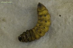 Proserpinus lucidus