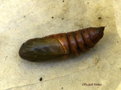 Proserpinus lucidus